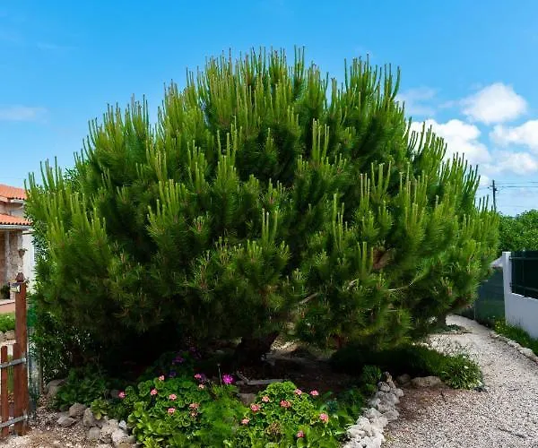 Refugio De Alma Em Flor Quinta Privada Com Piscina *